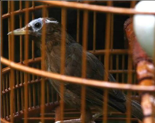 画眉打架视频,一场画眉技艺引发的激烈对决