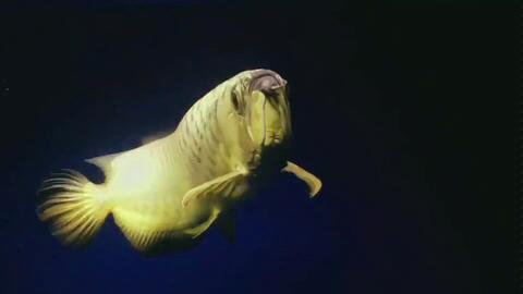 鱼视频大全,畅游海洋生物的奇幻世界