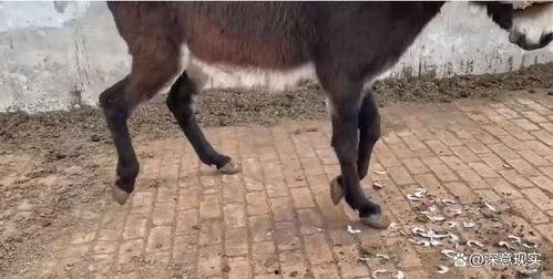 栽蹄视频